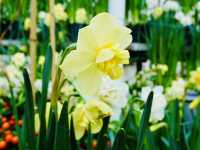 Spring in Bloom: Up Close at the Palm House, Belfast