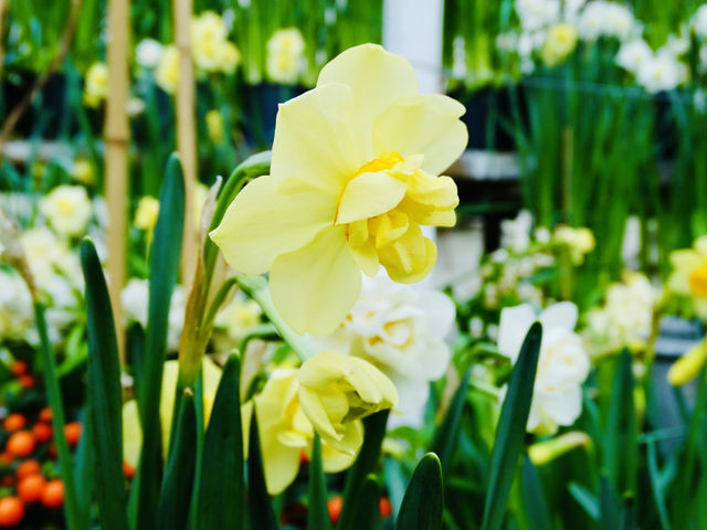 Spring in Bloom: Up Close at the Palm House, Belfast