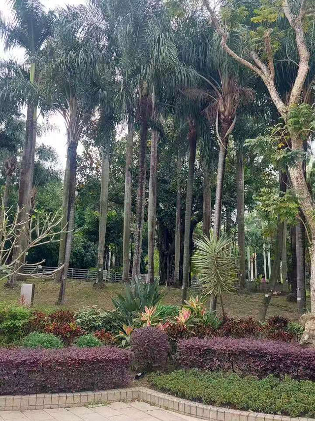 ✨城市中的自然美地✨🌴天水圍公園