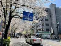 中野住宅區的日常賞櫻景點---新井藥師梅照院