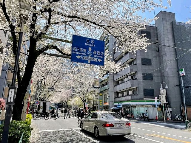 中野住宅區的日常賞櫻景點---新井藥師梅照院
