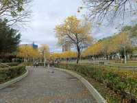 金黃花海迎春光，廍子公園黃花風鈴木花季盛宴。