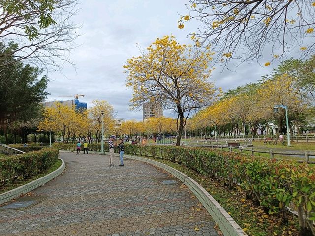 金黃花海迎春光，廍子公園黃花風鈴木花季盛宴。