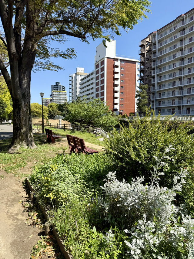 Spring Fun at Yokojukken-gawa Shinsui Park