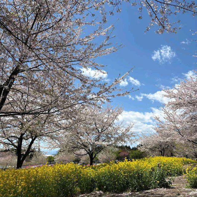 Akagi Nanmen Senbonzakura, Gunma