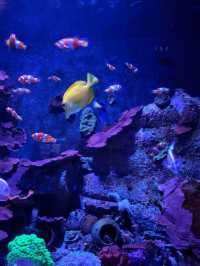 “Aquaria KLCC — Dive Into an Underwater World in the Heart of Kuala Lumpur”