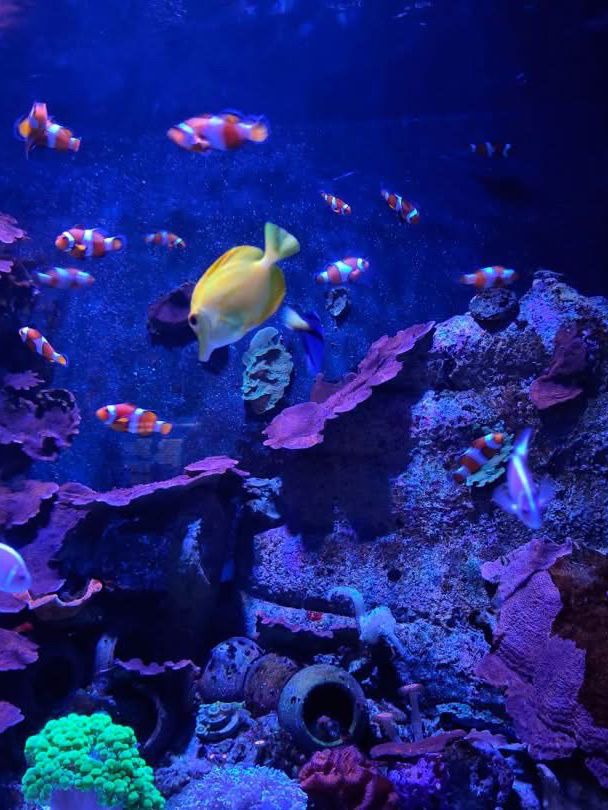“Aquaria KLCC — Dive Into an Underwater World in the Heart of Kuala Lumpur”