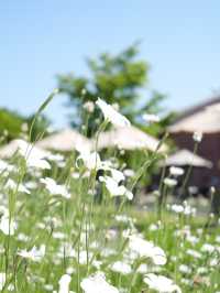 【岐阜】ローズテラスとバラ回廊 四季咲きの薔薇と山々の景色