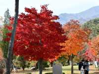 【🍁山寺の絶景】龍門寺の紅葉が幻想的！