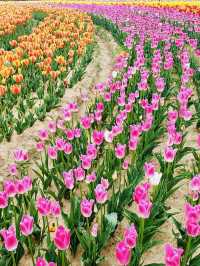 Coastal Blooms and Spring Delights 🌷🚴‍♀️☀️ 