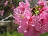 🌸**台中櫻花秘境**🌸