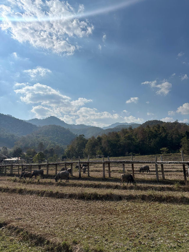 Walk Through the Heart of Pai