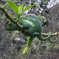 Réserve Peyrieras Madagascar Exotic｜近距離認識馬達加斯加生物