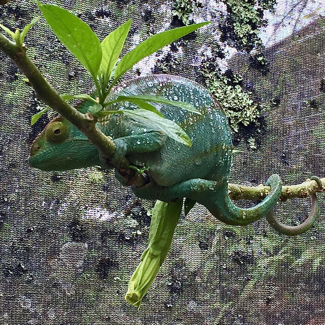 Réserve Peyrieras Madagascar Exotic｜近距離認識馬達加斯加生物
