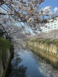Meguro River Cherry Blossoms Promenade
