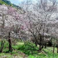 三色花景ㄧ次搞定的萬里林園