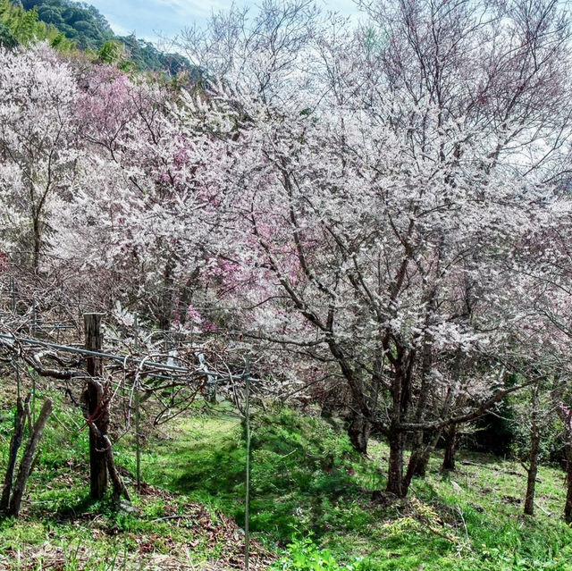 三色花景ㄧ次搞定的萬里林園