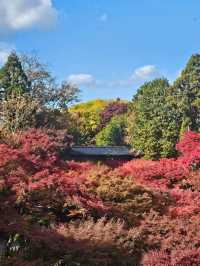 京阪一日賞楓行程，東福寺紅葉海 × 大阪城金秋散步
