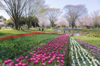 A Spring Day Surrounded by Cherry Blossoms at Showakinen Park 