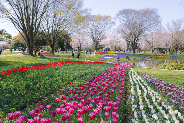 A Spring Day Surrounded by Cherry Blossoms at Showakinen Park 