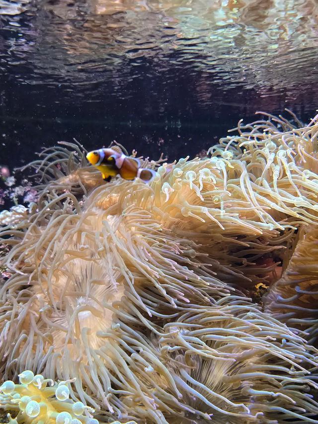 Underwater world langkawi