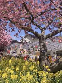 Kawazu Cherry Blossom Festival: The Last Day of Full Bloom 🌸