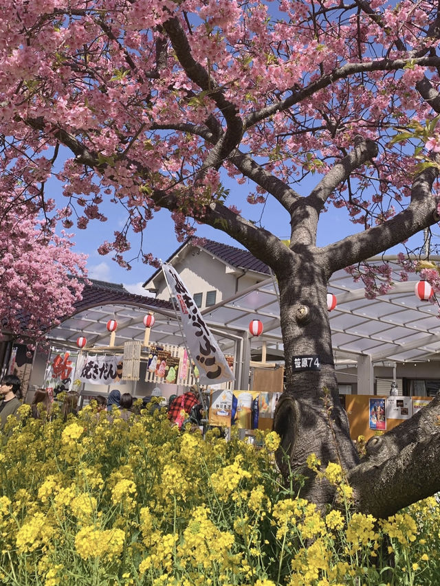 Kawazu Cherry Blossom Festival: The Last Day of Full Bloom 🌸
