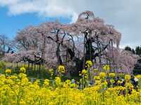 Miharu Takizakura– Japan’s Most Sacred Cherry Tree