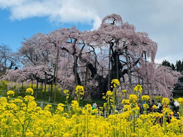 Miharu Takizakura– Japan’s Most Sacred Cherry Tree