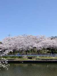 荒子川公園-綿延不斷的櫻花樹，形成了一條壯觀的櫻花道