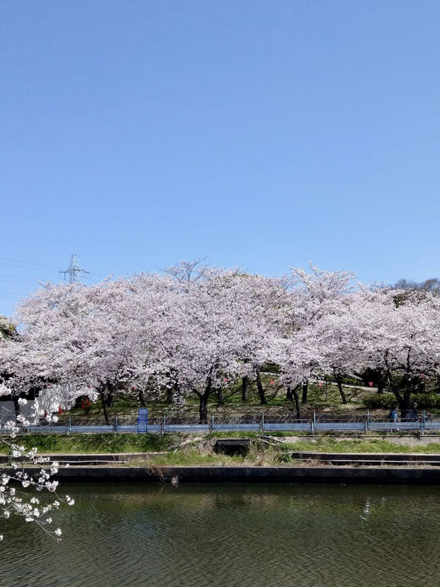 荒子川公園-綿延不斷的櫻花樹，形成了一條壯觀的櫻花道