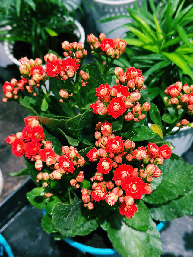 Potted Peace at Mid Valley KL