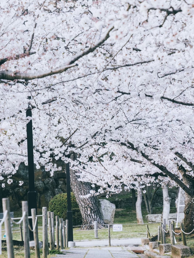 Kansai Cherry Blossom Viewing Beyond Kyoto 🌸