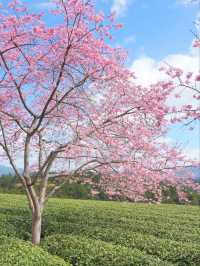 Where Cherry Blossoms Meet Tea Dreams: A Journey to Yongfu’s Sakura Paradise
