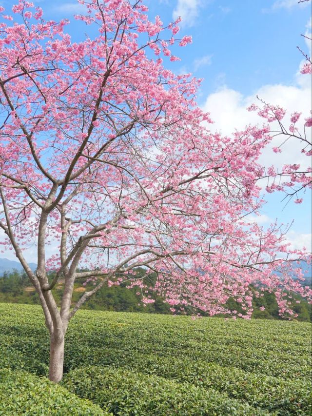 Where Cherry Blossoms Meet Tea Dreams: A Journey to Yongfu’s Sakura Paradise