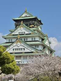 ชมซากุระบานที่ปราสาทโอซาก้า 🏯🌸