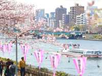🌸 Sakura & Skyscrapers: My Perfect Day Along Sumida River 🌸