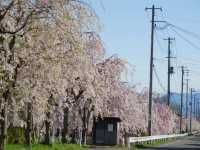 Kitakata Sakura | Fukushima's Hidden Sakura Gems