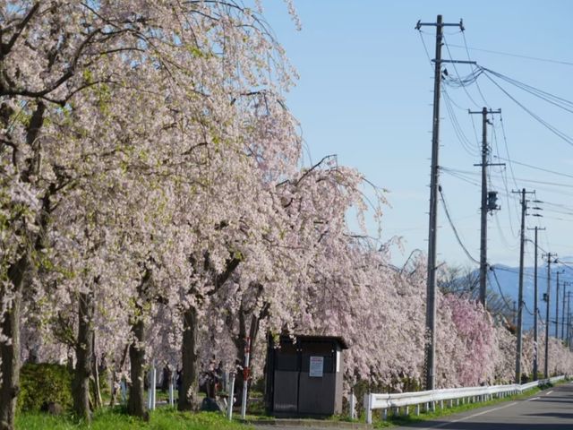Kitakata Sakura | Fukushima's Hidden Sakura Gems