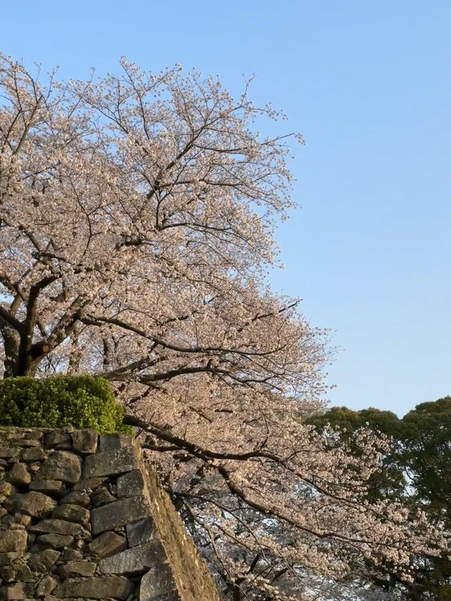 Maizuru Park: Where History Meets Blossoms in Fukuoka