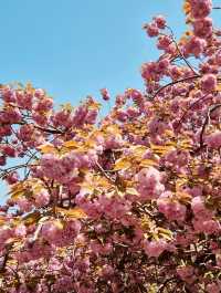 Double Cherry Blossoms at Busan Democracy Park