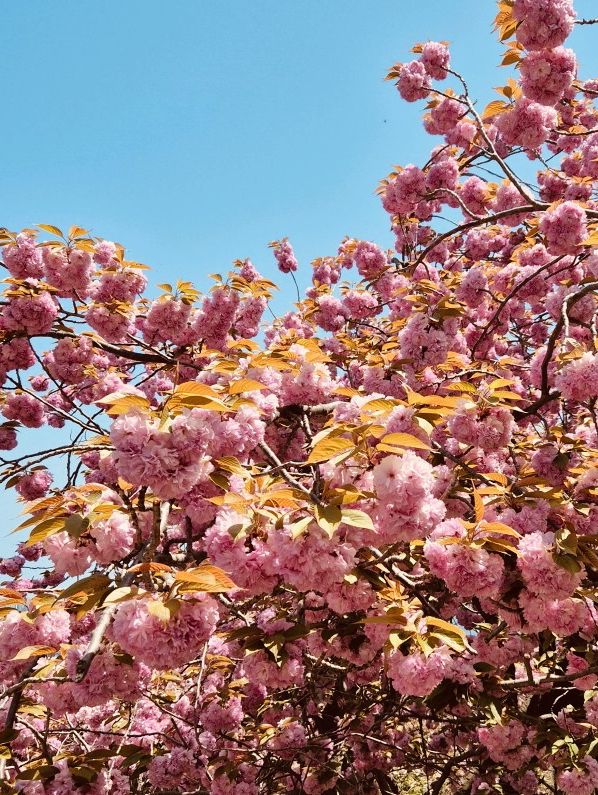 Double Cherry Blossoms at Busan Democracy Park