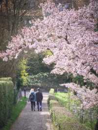 Bern, Switzerland｜Blossoms on the Hills, Yoshino in Full Bloom