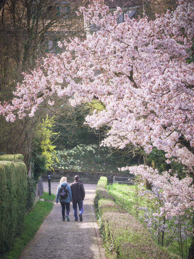 Bern, Switzerland｜Blossoms on the Hills, Yoshino in Full Bloom