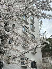 Just returned from an unforgettable spring trip to Japan!