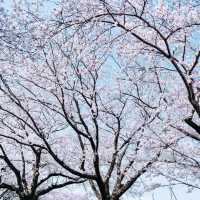  末吉公園•櫻花的海洋