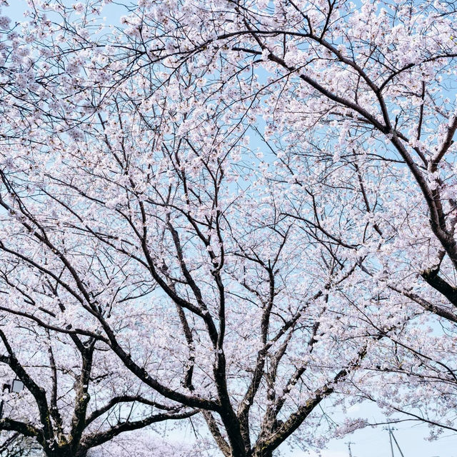  末吉公園•櫻花的海洋