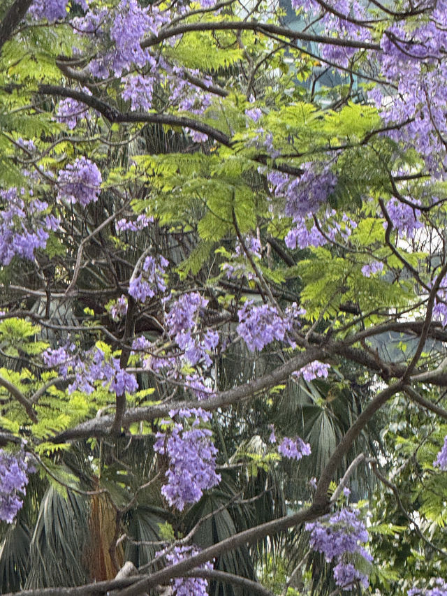香港｜太古廣場｜紫花風鈴木偽櫻花