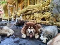 วัดสวยกลางหมอก @วัดป่าภูทับเบิก