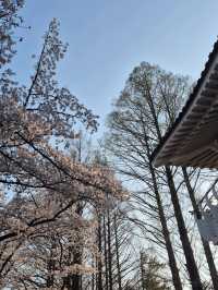 Chasing Cherry Blossoms: A Spring to Remember in Korea (2025)
